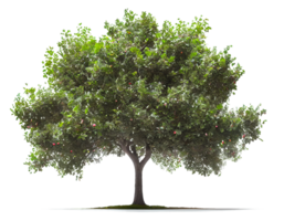 Apfel Baum. schön Baum auf ein transparent Hintergrund. generativ ai png