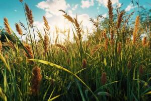 A field of tall grass in the sunshine. photo