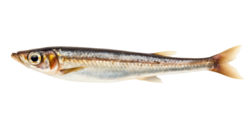 Anchovy isolated on transparent background, png