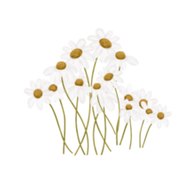 flor de la margarita blanca png