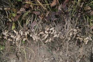 Stacked harvest peanuts in the soil in the field photo