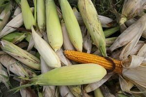 an agriculture texture background concept of ripe organic Corn cobs in the field photo