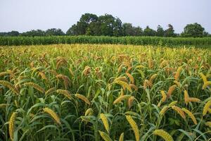 Raw Ripe millet crops in the field agriculture landscape view photo