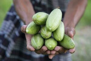 Farmer Hand-holding some raw green pointed gourd. selective Focus photo