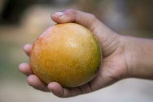 cerca arriba de hombre mano participación Fresco mango Fruta en naturaleza antecedentes foto