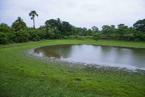 el paisaje de verde campos con estanques y Coco arboles en el campo foto