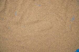 Golden Dry Paddy seed Texture Background natural view photo