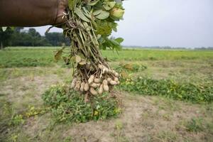 one bunch of peanuts with a blurred green background in the field. Selective focus photo