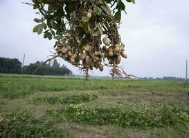 one bunch of peanuts with a blurred green background in the field. Selective focus photo