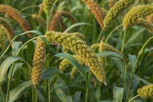 millet spike with Shallow depth of field. selective Focu photo