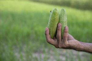 Hand-holding raw green pointed gourd with a Shallow depth of field. selective Focus photo