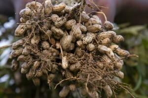 one bunch of peanuts with blurred background. Selective focus photo