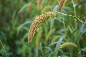 millet spike with Shallow depth of field. selective Focu photo