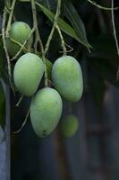 One bunch of Fresh Raw Green Mango hinging In the Tree Branch. Selective Focus photo