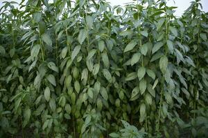 Jute plants growing in a field in the countryside of Bangladesh photo