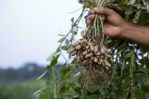 peanut on farmer's hand in the field. Agriculture harvest concept photo