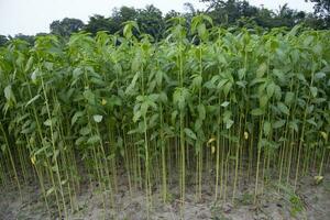 yute plantas creciente en un campo en el campo de Bangladesh foto