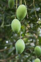 Fresh Raw Three Green Mango hinging In the Tree Branch. Selective Focus photo