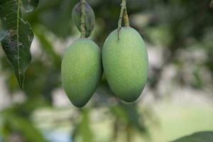 Fresco crudo dos verde mango bisagra en el árbol rama. selectivo atención foto