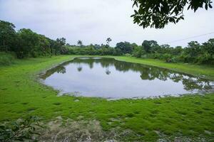 Lake in the middle of the forest with green grass and blue sky photo