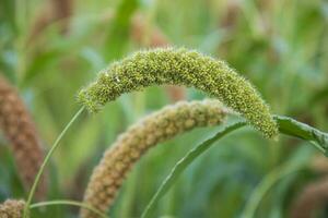 millet spike with Shallow depth of field. selective Focu photo