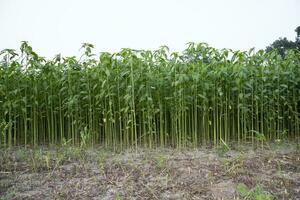 Jute plants growing in a field in the countryside of Bangladesh photo