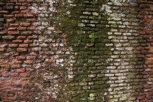 Old brick wall with green moss and lichen. Abstract background photo