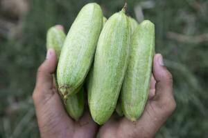 Farmer Hand-holding some raw green pointed gourd. selective Focus photo