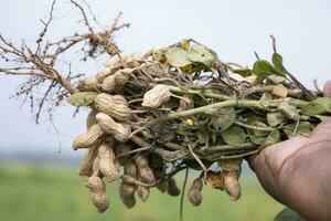 peanut on farmer's hand in the field. Agriculture harvest concept photo