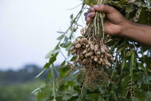 peanut on farmer's hand in the field. Agriculture harvest concept photo