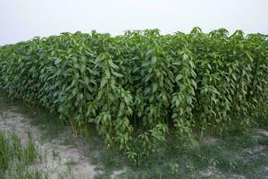 yute plantas creciente en un campo en el campo de Bangladesh foto