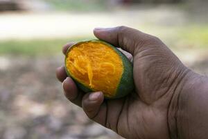 mano participación amarillo maduro mordedura mango Fruta con el borroso antecedentes foto