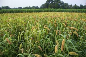 Raw Ripe millet crops in the field agriculture landscape view photo