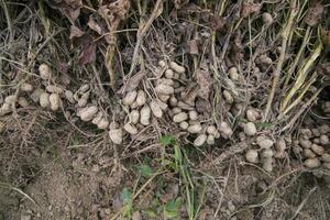 Stacked harvest peanuts in the soil in the field photo