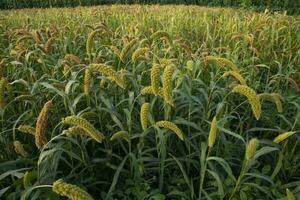 Raw Ripe millet crops in the field agriculture landscape view photo