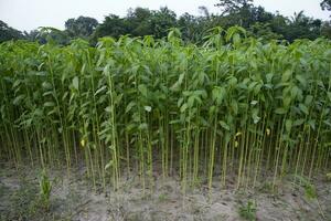 yute plantas creciente en un campo en el campo de Bangladesh foto