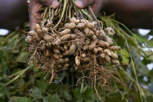 one bunch of peanuts with blurred background. Selective focus photo