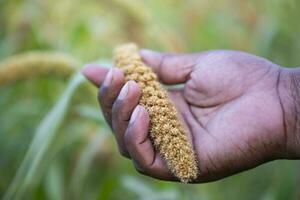 Hand-holding millet spike in the agriculture harvest field photo