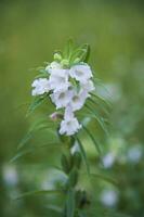 Sesame white flowers in the garden tree with a Blurry background. Selective focus photo