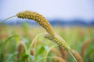 millet spike with Shallow depth of field. selective Focu photo