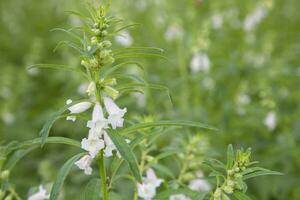 Sesame white flowers in the garden tree with a Blurry background. Selective focus photo