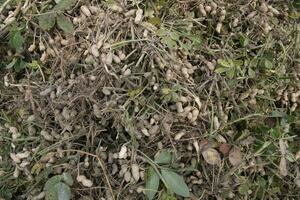 Stacked harvest peanuts in the soil in the field photo