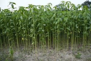 yute plantas creciente en un campo en el campo de Bangladesh foto