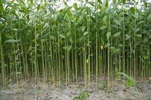 yute plantas creciente en un campo en el campo de Bangladesh foto