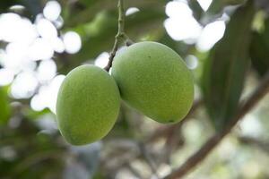 Fresh Raw Two Green Mango hinging In the Tree Branch. Selective Focus photo