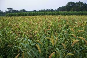 Raw Ripe millet crops in the field agriculture landscape view photo