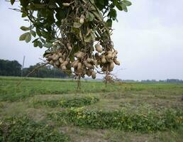 one bunch of peanuts with a blurred green background in the field. Selective focus photo