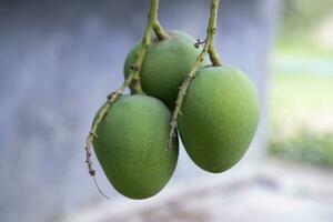 Fresh Raw Three Green Mango hinging In the Tree Branch. Selective Focus photo