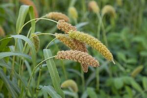 millet spike with Shallow depth of field. selective Focu photo