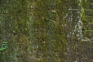 Old brick wall with green moss and lichen. Abstract background photo